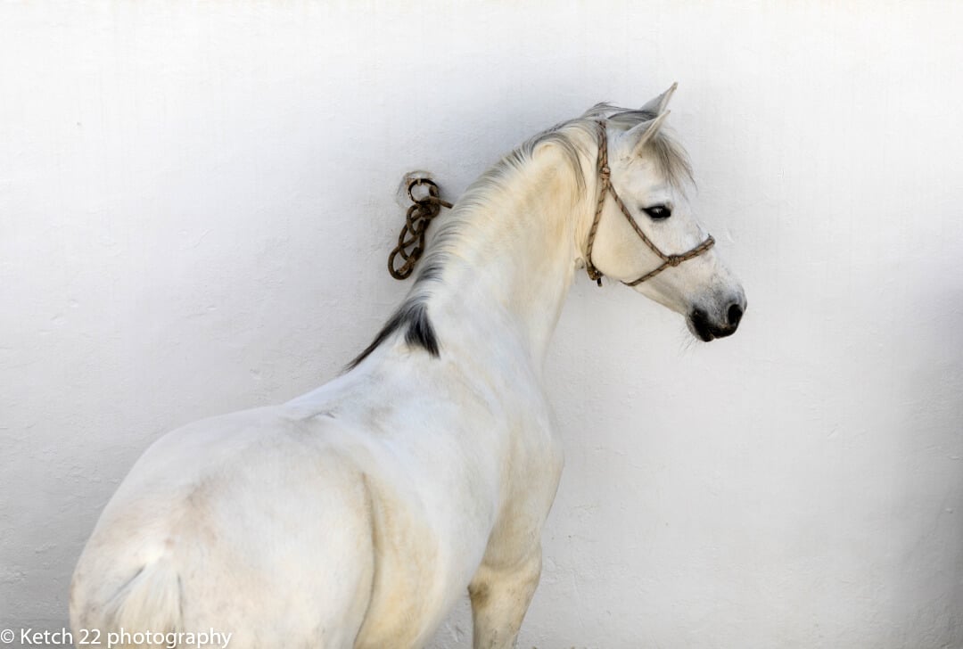 Spanish horse for wedding photography and photo tours blog