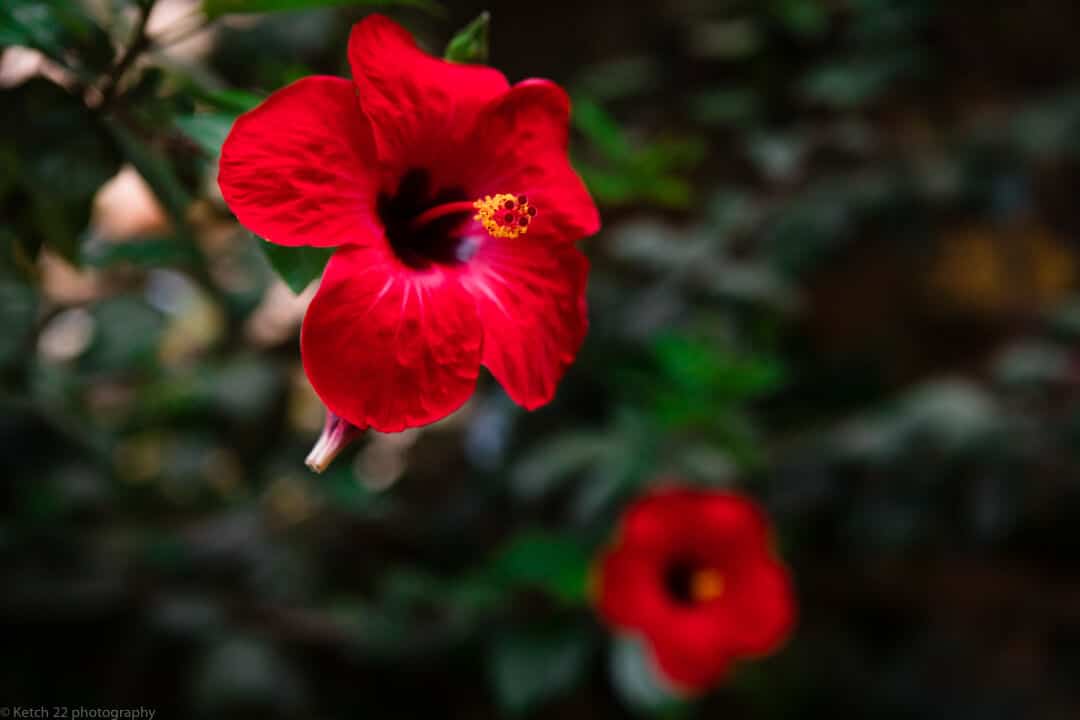 Red flowers at Andalusian Wedding venue