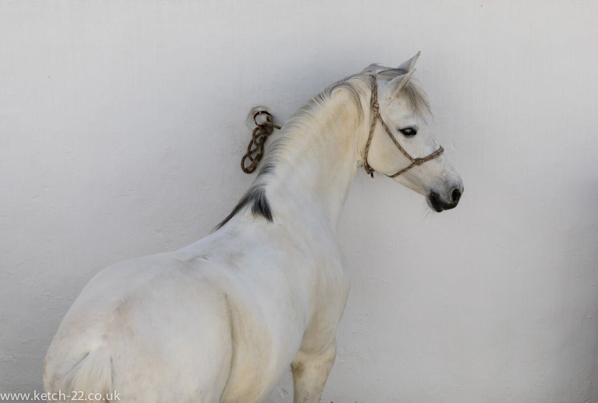 White Andalusian horse in Ronda